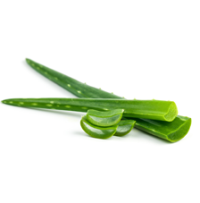 aloe vera plant