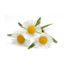 comomille plant