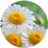 Camomille image