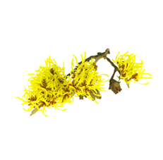 witch hazel plant