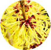 Witch hazel image
